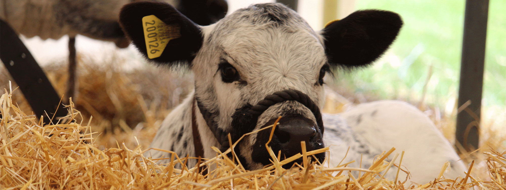 calf in straw